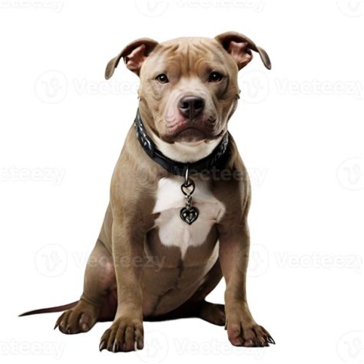 A bull dog is sitting in front of a storage unit.