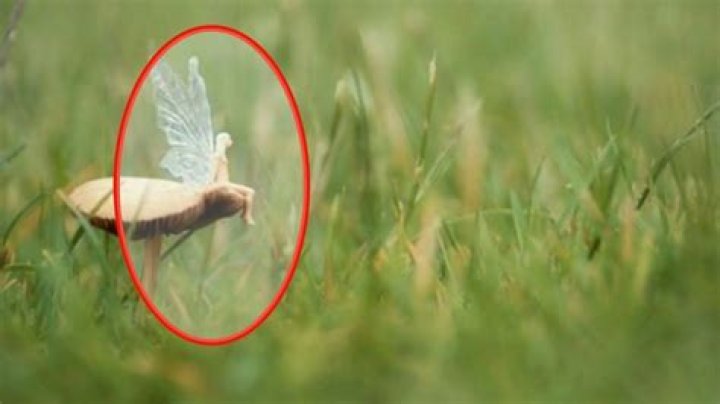 Are fairies real yes or no?