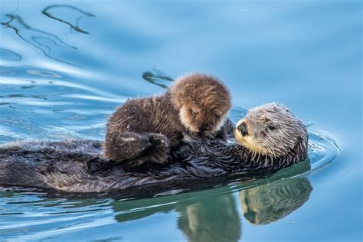 Are otters friendly? – Celebrity