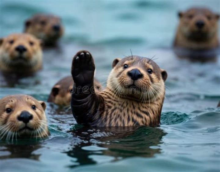 Are otters friendly?