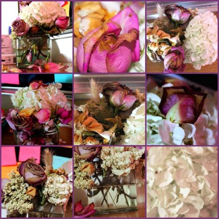 BeFunky collage 44 1