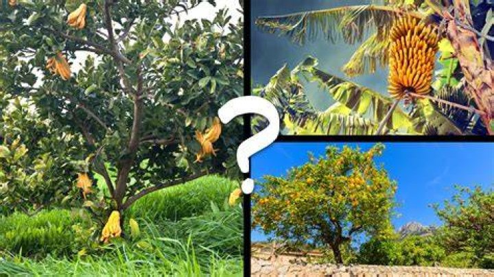 Can You Sell Fruit On Mystery Islands? – Celebrity