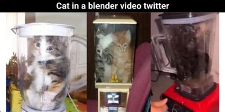 Cat Blender Video: Disturbing Video Featuring a Cat in a Blender Sparks Outrage on Social Media