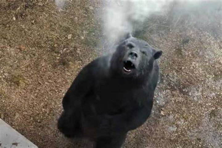 cocaine bear