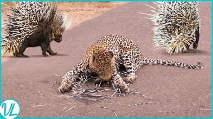 Did chance really get hit by a porcupine? – Celebrity