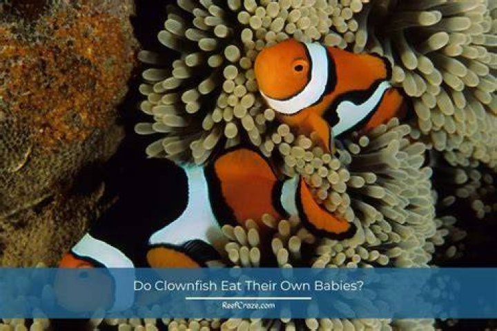 Do clownfish eat their own babies? – Celebrity