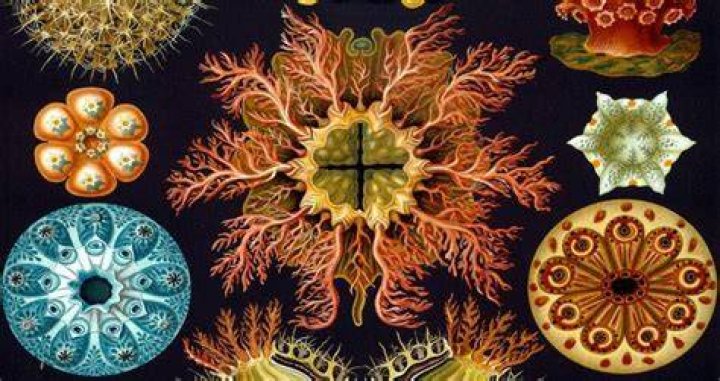 Ernst Haeckel