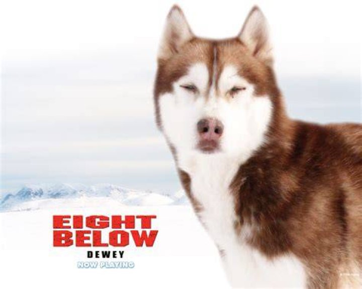 How many dogs survived Eight Below?