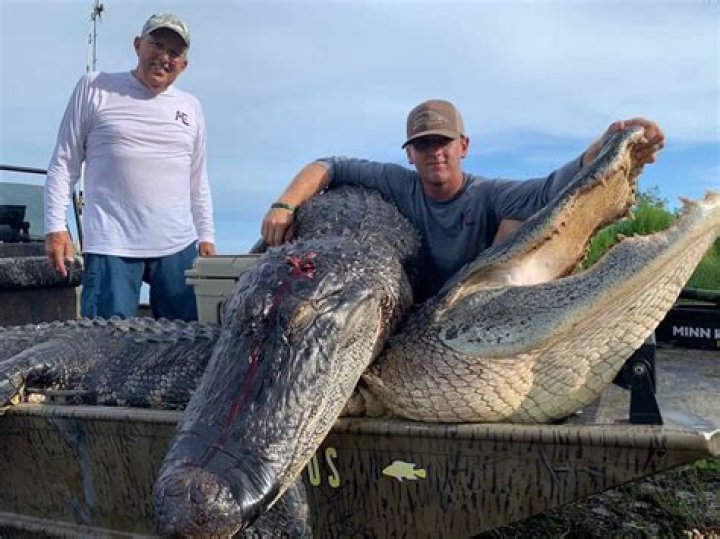 How Much Do Alligator Hunters Make Per Season? – Celebrity