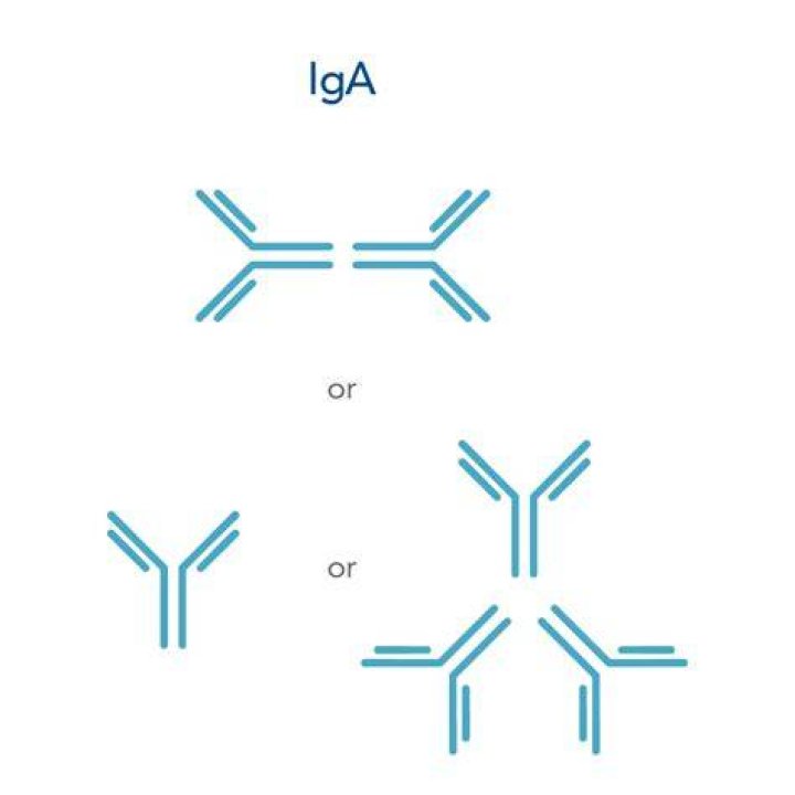 IgA Described as "Tuner" in Microbe Interaction Regulation