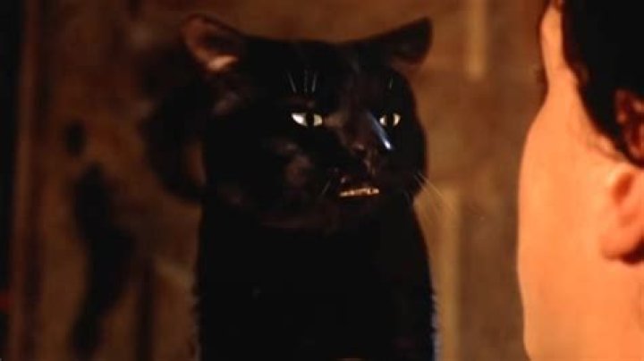 Is Binx a real cat?