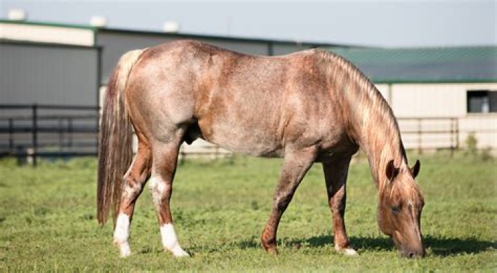Is Metallic Cat in Yellowstone a real horse? Does anyone own it?
