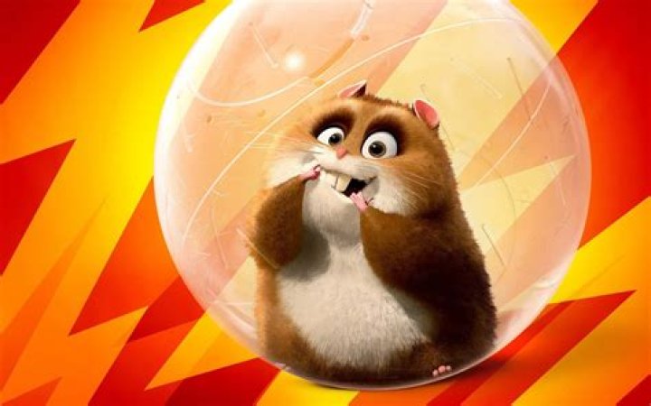 Is Rhino a hamster? – Celebrity