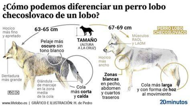 Lobo