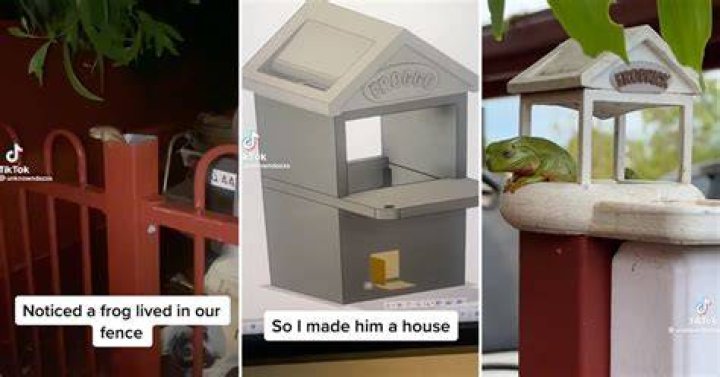 One TikToker making a house for a frog is warming everyone’s hearts