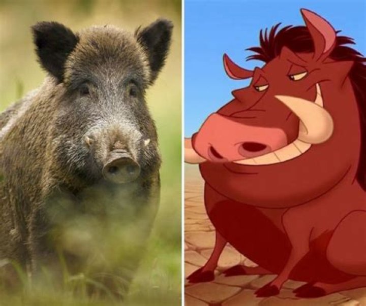 ¿Qué tipo de animal es Pumba? – Celebrity