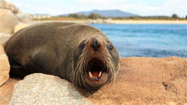 Seal house: Where does Seal live?