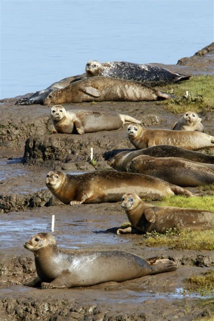Seals 3.5 million mountain retreat