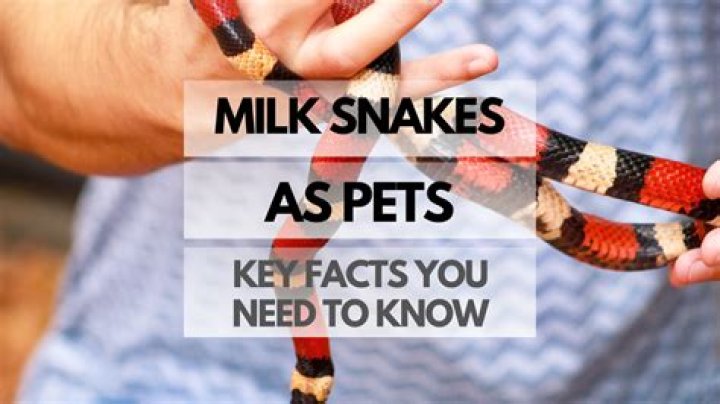Sebastian Hülk: 12 key facts you need to know