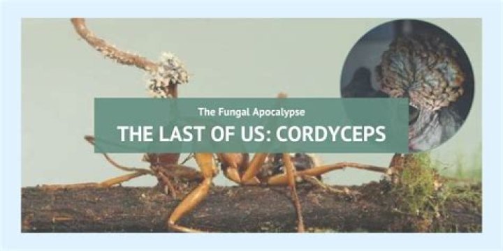 ‘The Last of Us’: Does cordyceps exist in the real world?