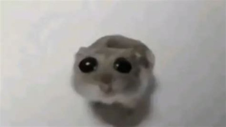 The TikTok sad hamster meme, explained