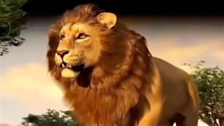 TikTok - Lion