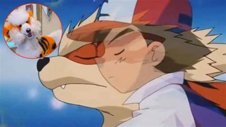 TikToker wants to be the very best, transforms their dog into a real-life Pokémon