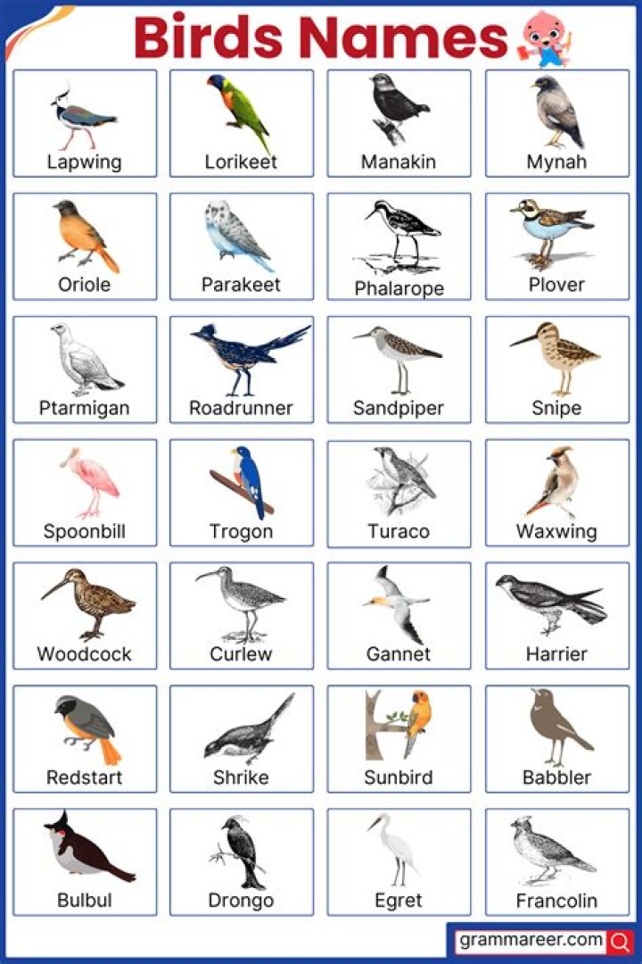 What are the birds names in Cinderella?