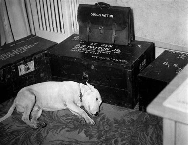 What Breed Was George Patton’S Dog? – Celebrity