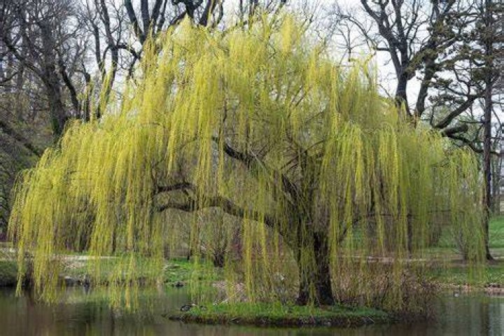 What does the weeping willow tree symbolize?