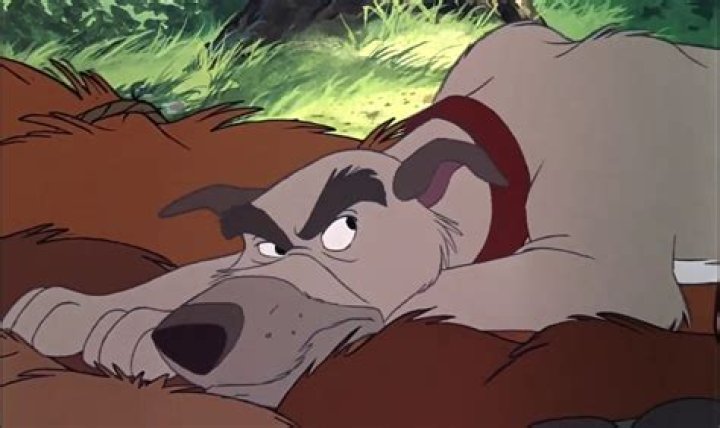 What happened to chief in Fox and the Hound? – Celebrity