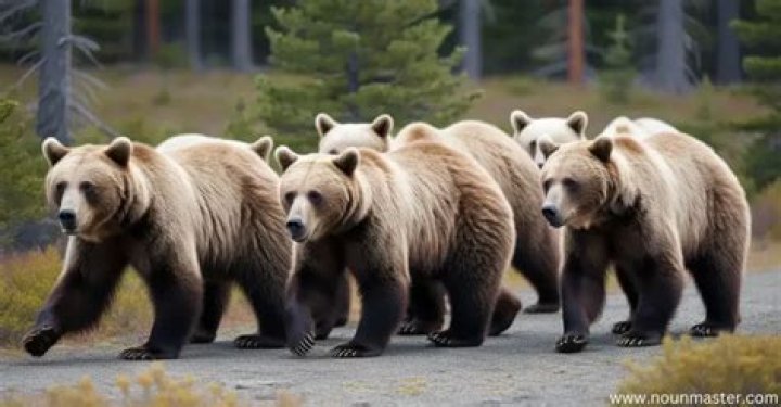 What is a group of bears called? – Celebrity