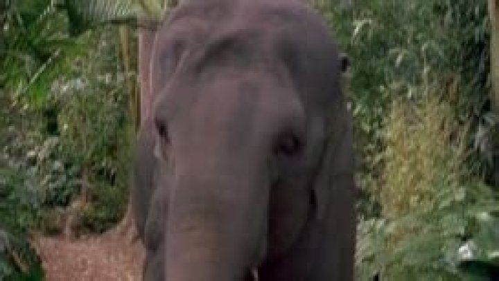 What is George of the Jungle elephant? – Celebrity