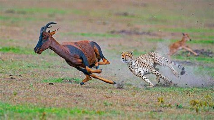 What is the animal chasing the nut in Ice Age?