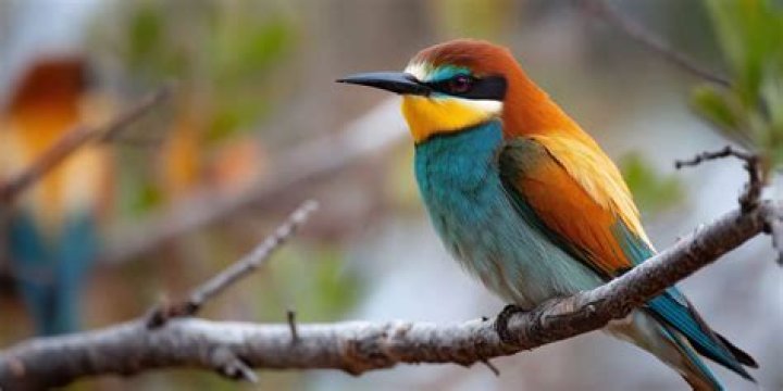 What is the bird in Finding Dory?