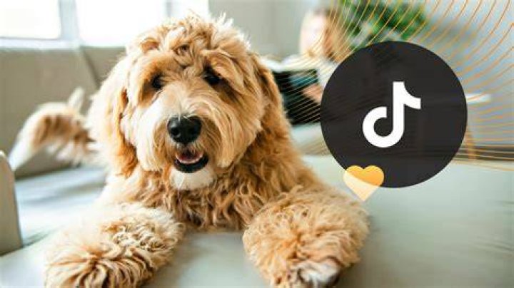 What is the ‘I was born a dog’ TikTok trend?