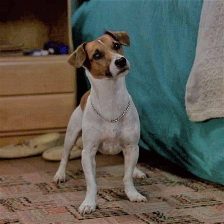 What kind of dog is in The Mask? – Celebrity