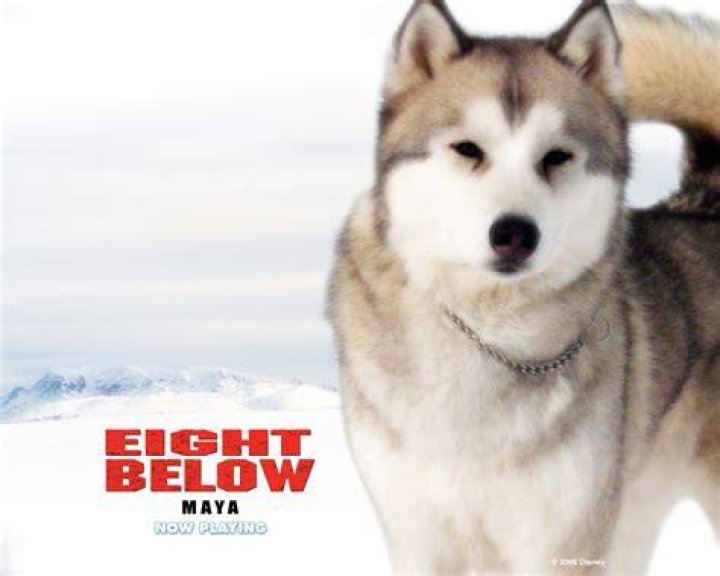 What kind of dog is Maya in Eight Below? – Celebrity