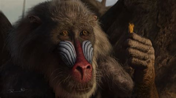 What kind of monkey is Rafiki in Lion King? – Celebrity