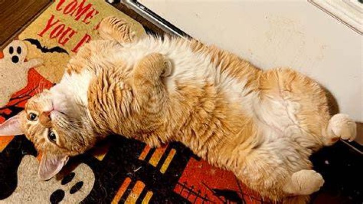 Who is Jorts the Cat and his pal Jean?